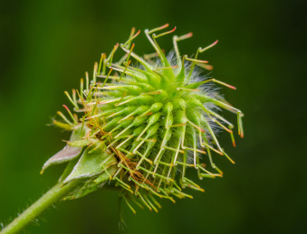 路边青的聚合果特写