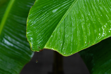 一片落有水滴的芭蕉叶特写