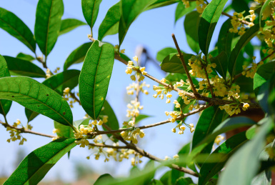 金色的桂花 桂花 花