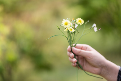 春天户外女孩的手拿着黄色的小菊花