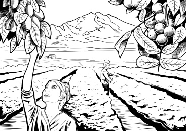 新疆采摘红枣核桃