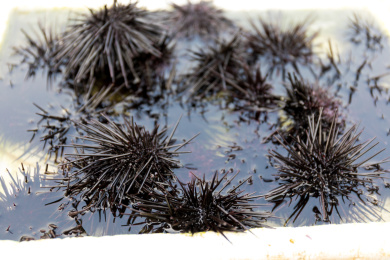 海鲜市场里售卖的新鲜海胆