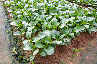 菜园里生长中的小青菜