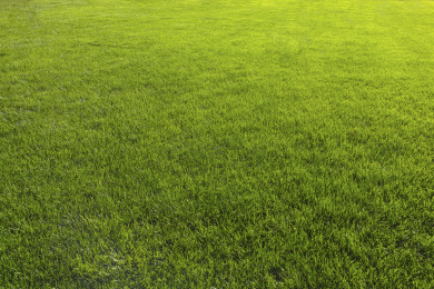 绿茵茵的草坪 绿色