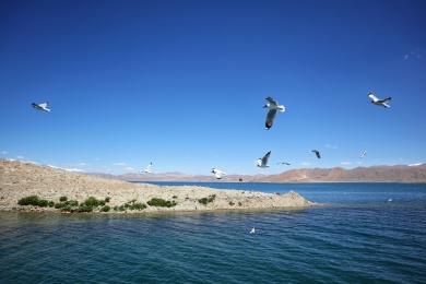 中国西藏阿里班公湖鸟岛