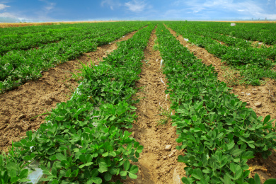 绿油油的花生地 农业