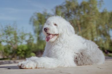 趴在公园吐舌头的大白熊狗