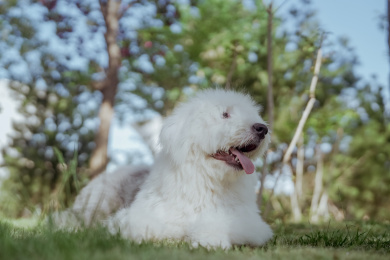 趴在公园绿草地上的吐舌头的大白熊狗