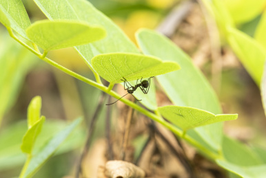 清晨停栖在树叶上的猎蝽幼虫
