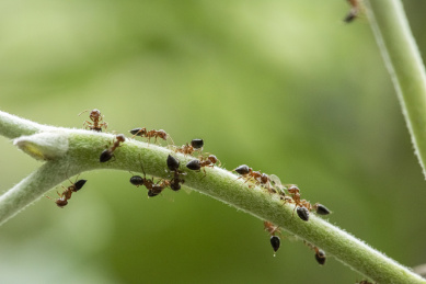 清晨一群蚂蚁正在吸食蚜虫的蜜露