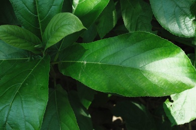 乡间的对叶榕特写 乡下