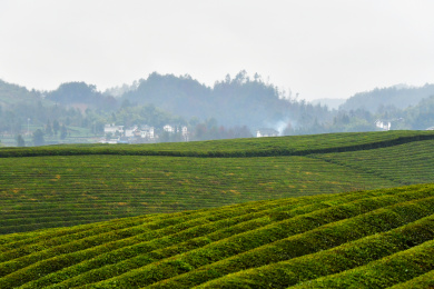 贵州省湄潭县永兴茶场