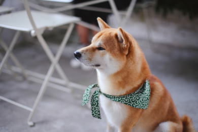 一只棕色柴犬坐着凝视前方