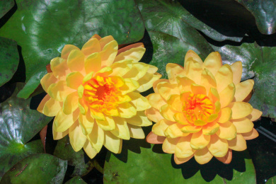 阳光下荷塘里两朵绽放的黄色睡莲特写