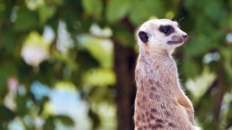 非洲本地小型食肉动物小猫鼬的特写
