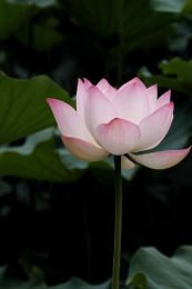 夏日池塘里的荷花荷叶茎莲藕