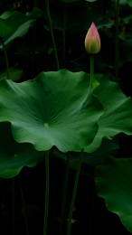 夏日池塘里的荷花荷叶茎莲藕