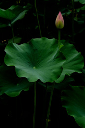 夏日池塘里的荷花荷叶茎莲藕