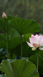 夏日池塘里的荷花荷叶茎莲藕