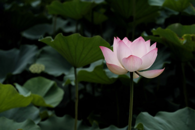 夏日池塘里的荷花荷叶茎莲藕