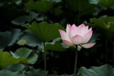 夏日池塘里的荷花荷叶茎莲藕