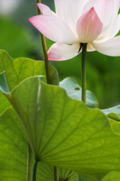 夏日池塘里的荷花荷叶茎莲藕