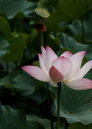 夏日里的荷花荷叶茎莲藕