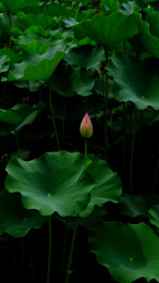 夏日池塘的荷花荷叶茎莲藕