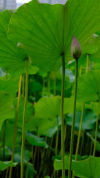 夏日池塘里的荷花荷叶茎莲藕