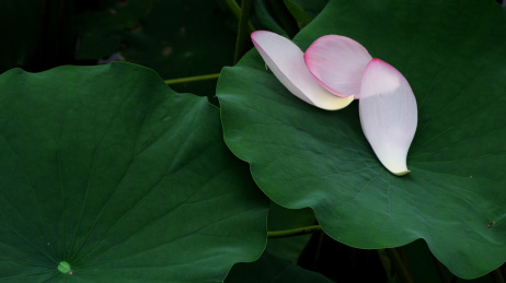 夏日池塘里的荷花荷叶茎莲藕