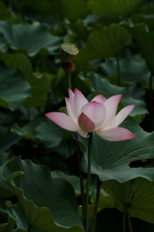 夏日池塘里的荷花荷叶茎莲藕