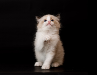 纯黑色背景的幼年布偶猫