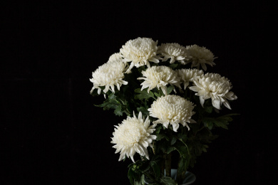 白菊花特写 白色 菊花