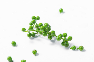 白色背景中的新鲜青花椒