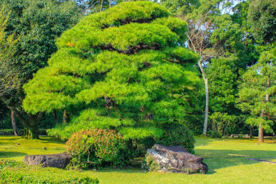 阳光下的日本伊势神宫庭院里一棵松树特写