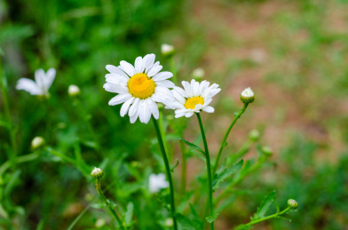 两朵明亮的白色小花法国菊