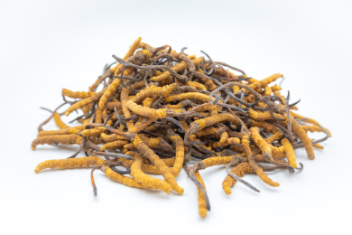 白色背景下的一堆金黄色的冬虫夏草