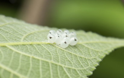 产在树叶上麻皮蝽的卵