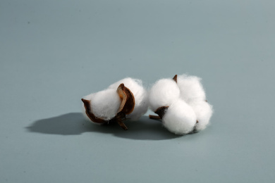 一朵干棉花 棉花 一朵棉花