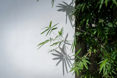 竹叶及其投射在白色墙壁上斑驳的影子