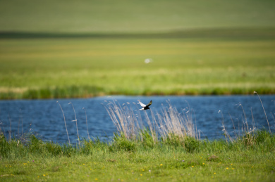 草原上的飞鸟 鸟类