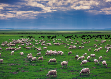 中国内蒙古锡林格勒盟乌拉盖大草原羊群