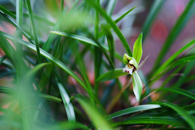 室内的兰花盆栽