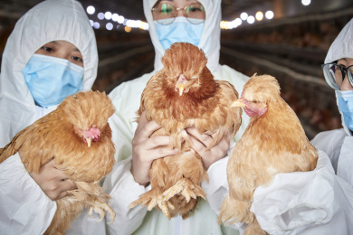 穿防护服怀抱家禽的三位女性饲养员