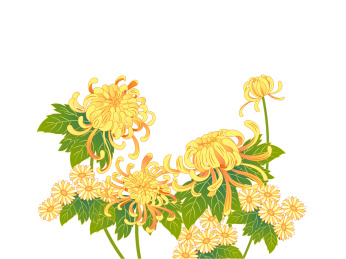 秋季金色菊花