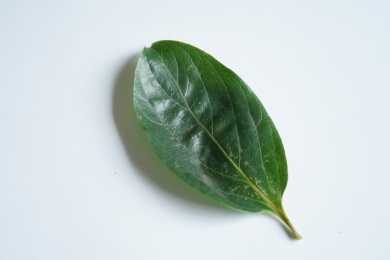 椭圆状的柿子树的树叶