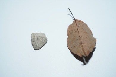 一颗石子和枯黄的落叶