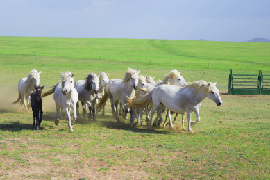一群白色骏马在草原上奔跑,内蒙古草原风景