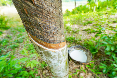 割胶正在流乳汁的橡胶树