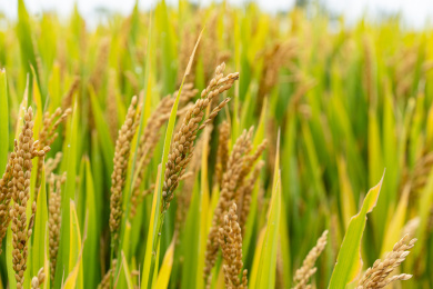 黄灿灿的成熟粳稻稻穗特写